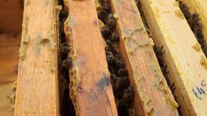 Как зимуют пчёлы в Краснодарском крае на 31.01.2026 года ?!