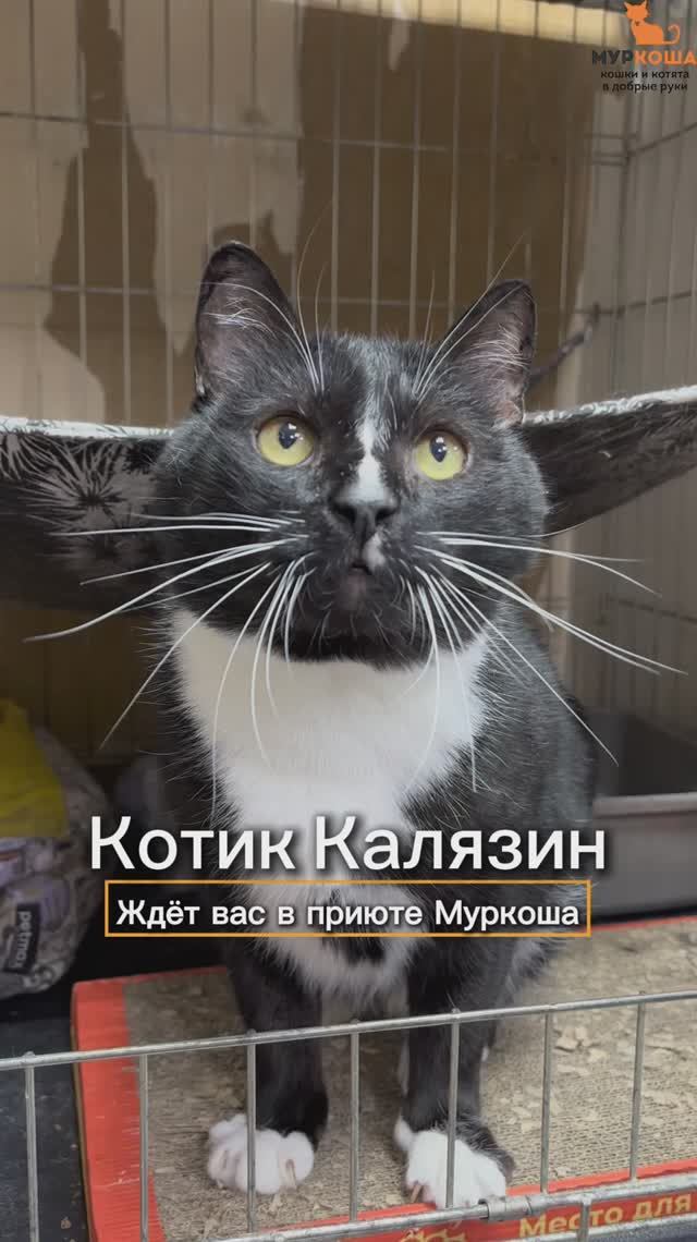 Калязин ждёт вас в приюте #Муркоша смотреть онлайн