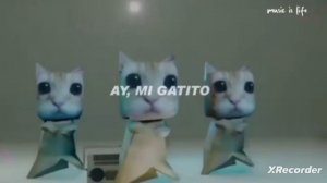 гатито мяу мяу