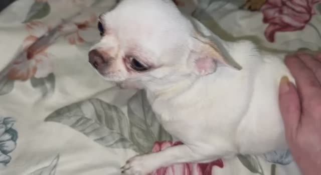 Всем наидобрейшего, воскресного утречка. смотреть онлайн