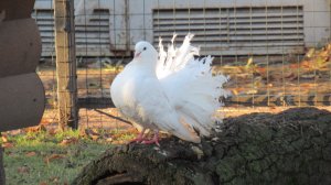 Голуби-павлины. Токование голубей-павлинов