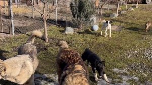 Собака Марта провоцирует конфликт