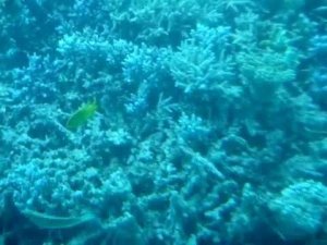 лодка с прозрачным  днём