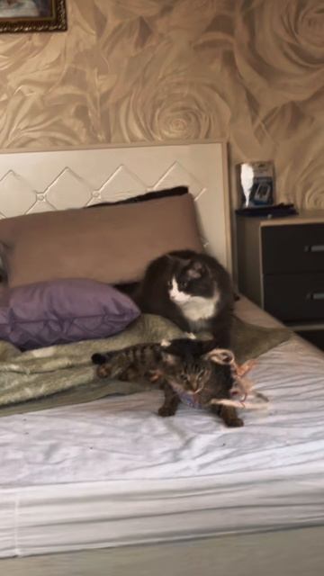 ХОРОШИХ ЛЮДЕЙ ВИДНО СРАЗУ! ЛЮБЯТ ЖИВОТНЫХ 🐾 ❤️ ИРИШКА ЧИКИ ПИКИ И БЕЗУМНЫЙ ПАША смотреть онлайн