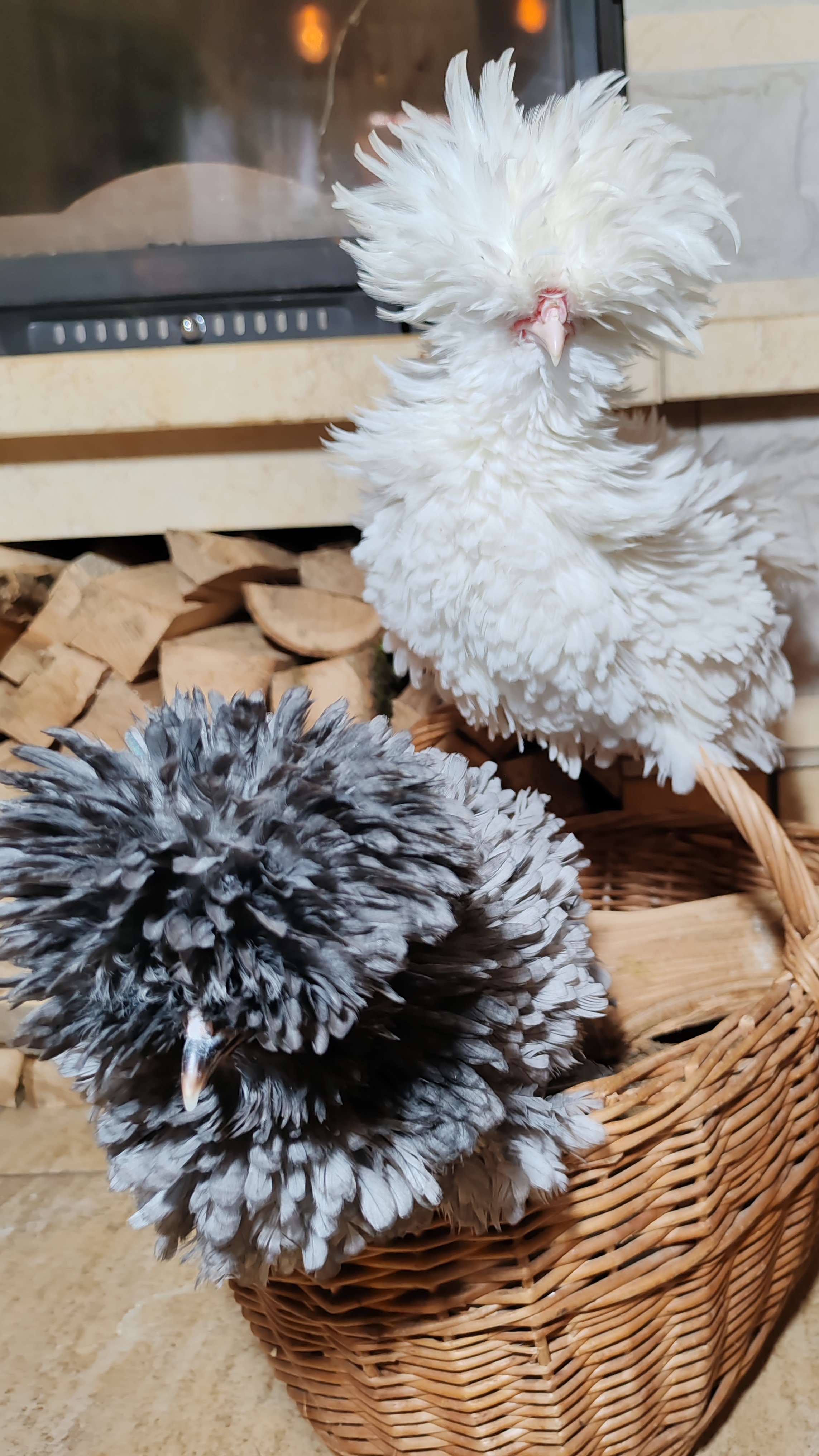 Сегодня был фотосет у моих декорашек, ставьте лайки, подписывайтесь, давайте добъем до 100🙏#падуан смотреть онлайн