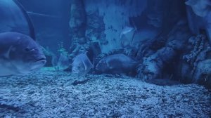 Малабарская кавалла. Малабарский каранкс. Красивые рыбки. Рыбки. Океанариум РИО