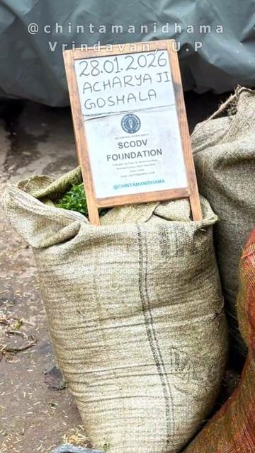 25 - 31 января. Видеоотчет о кормлении коров в гошале Ачарья Сурендры Мишры смотреть онлайн