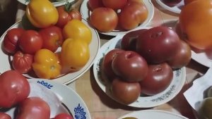 Выставка томатов, выращенных в Кировской области.  т. 89229284031