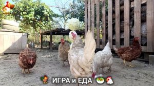 Кормление кур овощами и фруктами для зарядки и от скуки 🥗🐓🤗  (52)