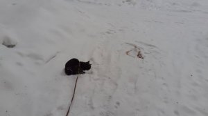 Тишка на прогулке.