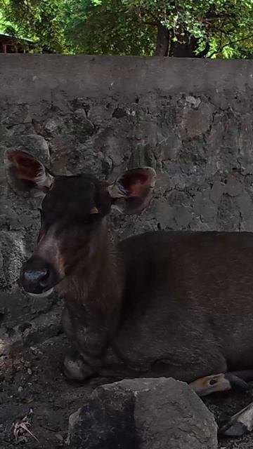 Sri Lanka 🇱🇰 смотреть онлайн