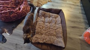 Продолжение снегопада, непохожие кошки и освобождение деревни