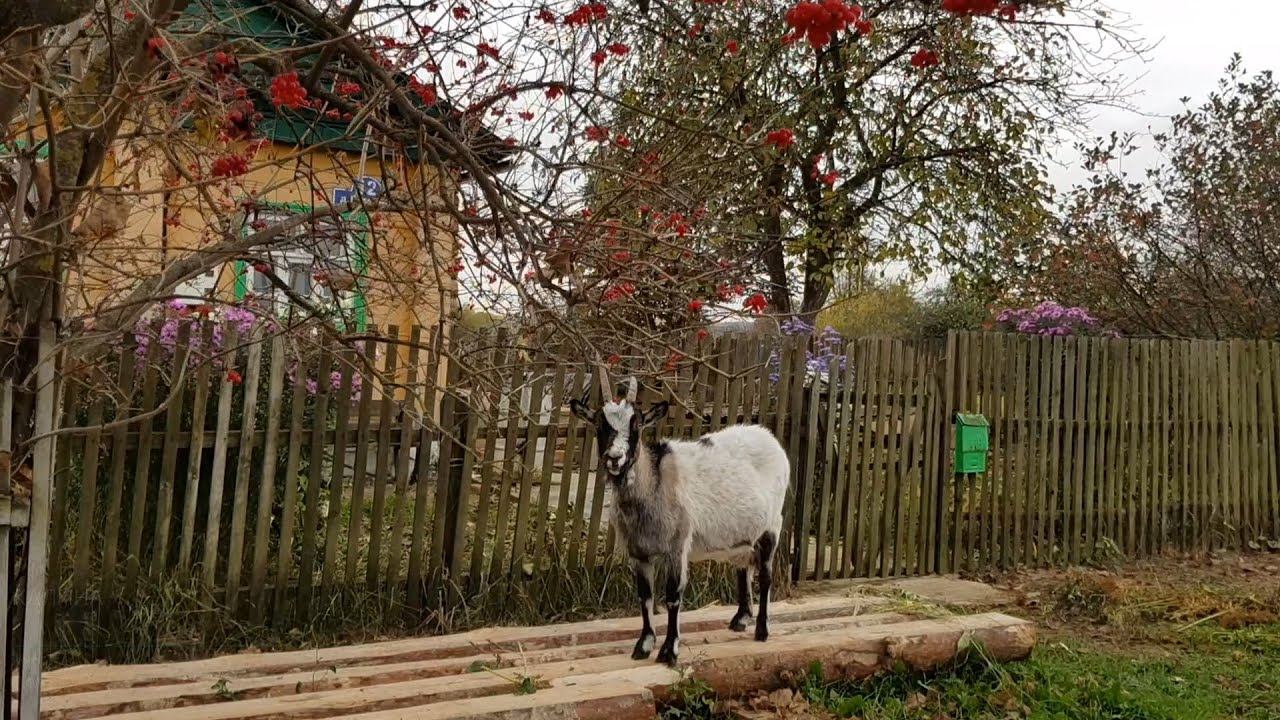 Влог/Всяко-разно ☕♀️ приготовили вкусноту