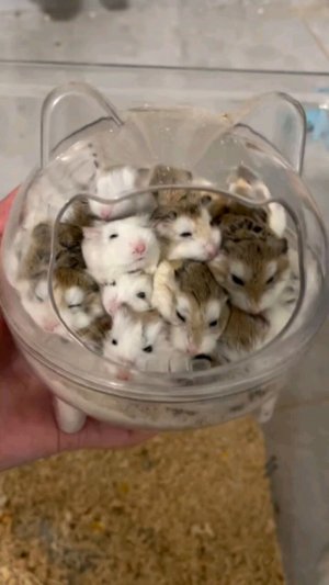 обзор на рисунки