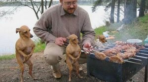 Пытался объяснить собаке, что зарплата ушла на её корм. Она ответила требованием курицы» 💸