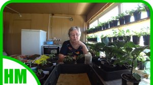 Архив. 8 апреля 2023г. Моя первая рассада.  Мысли вслух. Работаю и говорю.