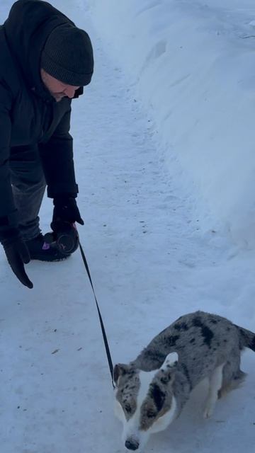 Собака мне больше не доверяет. смотреть онлайн