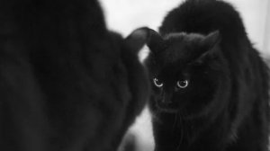 Черный кот принесет удачу! #кот