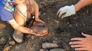 Картофель Улыбка ночи! Питомник Мирошниченко!