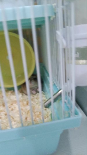 жирный хомячок.