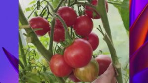 Каталог томатов на 2026 год.Часть 18. г. Киров.  т. 89229284031