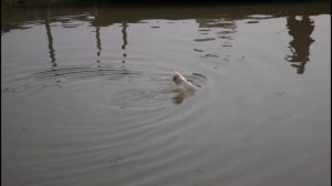 ЛОВУШКА ДЛЯ РЫБЫ ИЗ ПЛАСТИКОВОЙ БУТЫЛКИ