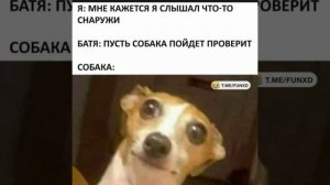 Немного смеха ( ссылка на мой канал в описании))