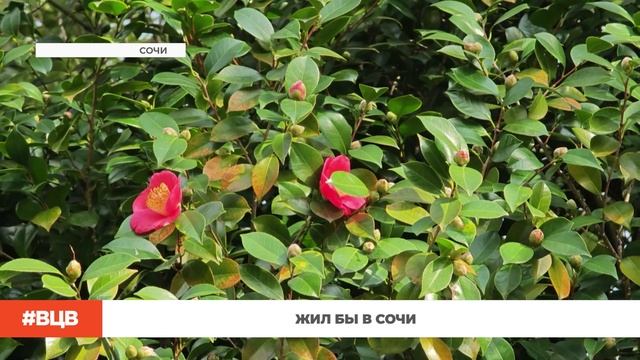 Жил бы в Сочи / В центре внимания - 17 (30.01.2026) смотреть онлайн