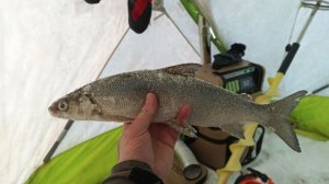 Удачный поиск на реке. Под кайфом от рыбалки😁