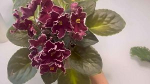 Для новичков. Хочу фиалку.
Что такое черенок? детка ? пасынок ?