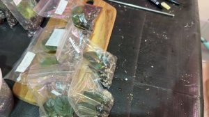 Мои комнатные цветы. Вошкаюсь с растениями.