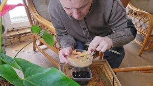 Век живи, век учись..( высеваем перец правильно)