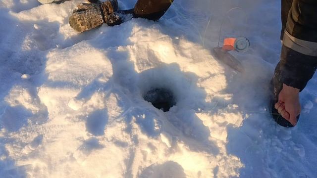 Налим на жерлицы! сезон 2026 , рыбалка по твердой воде