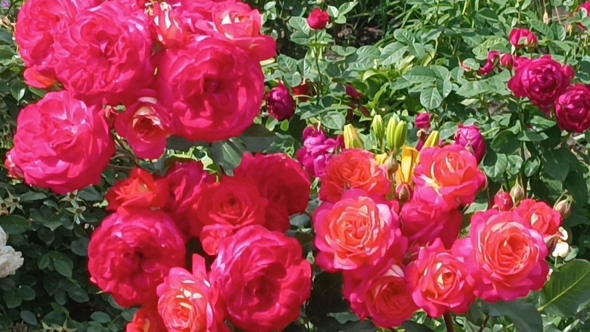 Эффектная роза Мидсаммер (Midsummer) смотреть онлайн