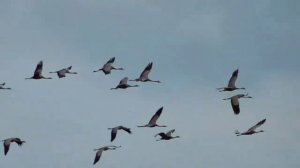 М. Огиньский. Полонез "Прощание с родиной"