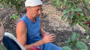 Сорт яблок Ред Чиф камспур! Питомник семьи Мирошниченко!