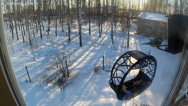 Синицы гоняют снегирей смотреть онлайн