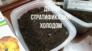СЕЮ ФИАЛКУ РОГАТУЮ И БАКОПУ.