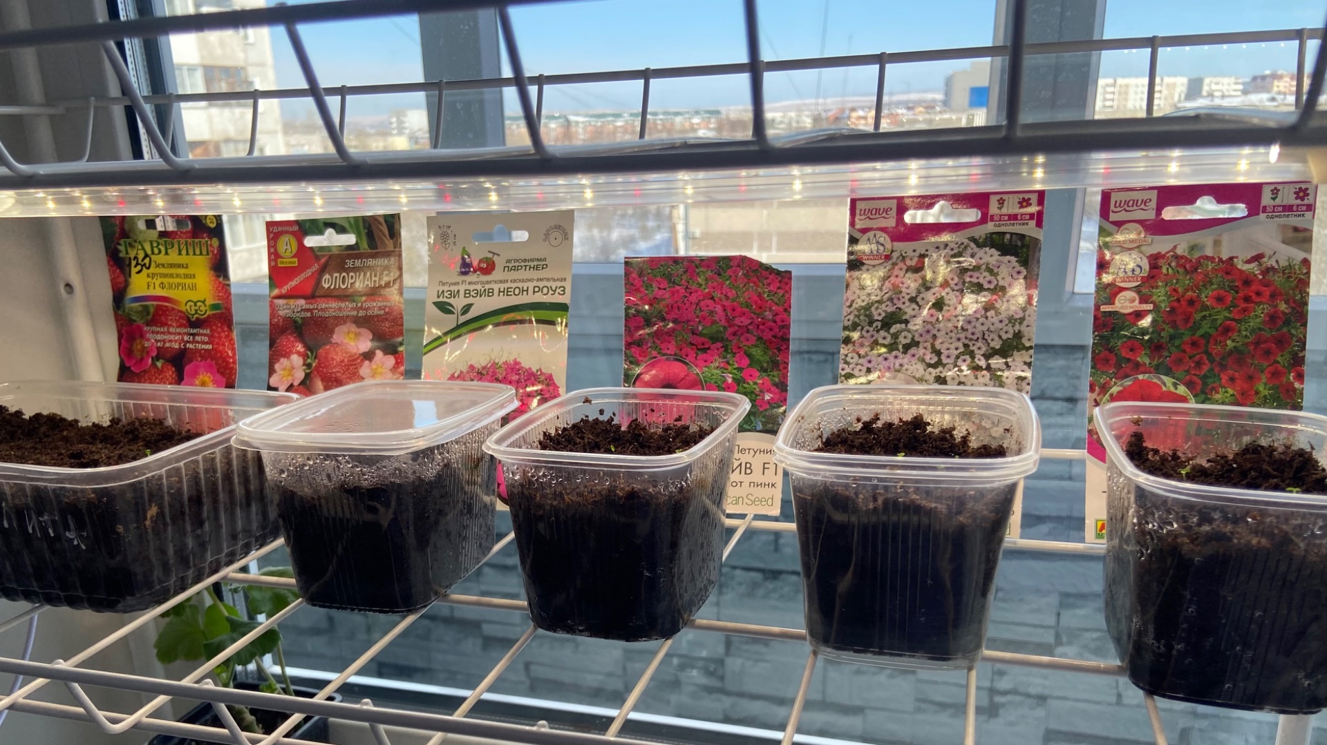 Всходы петунии Тайдал и земляники Флориан. смотреть онлайн