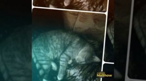 YouCut_20260131_020521969.mp4