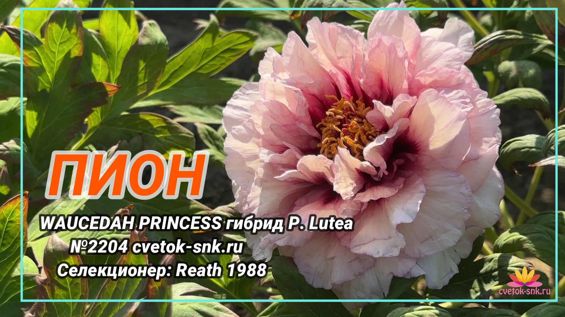 ПИОН «WAUCEDAH PRINCESS»/Сад Ворошиловой