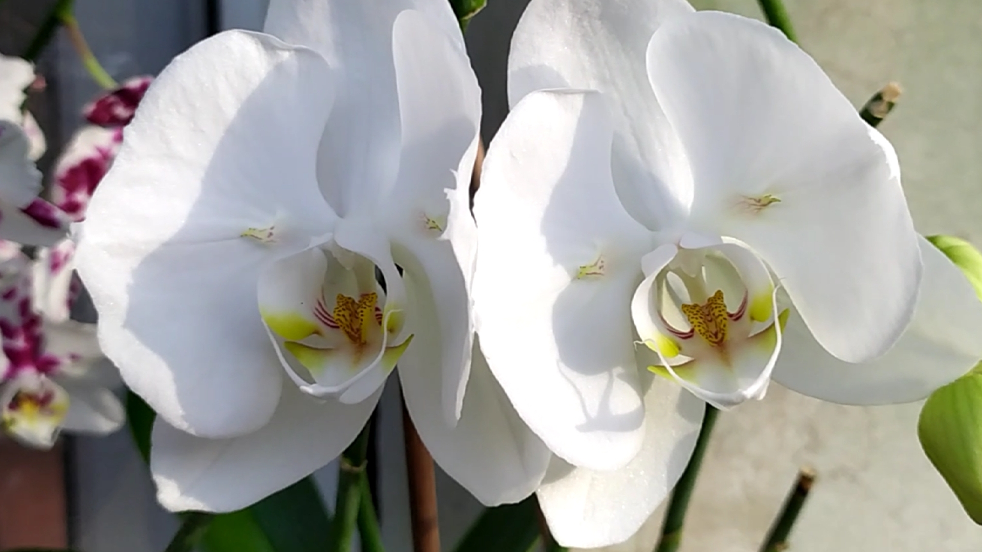 Домашние цветение орхидей. Орхидеи Бабочки. смотреть онлайн