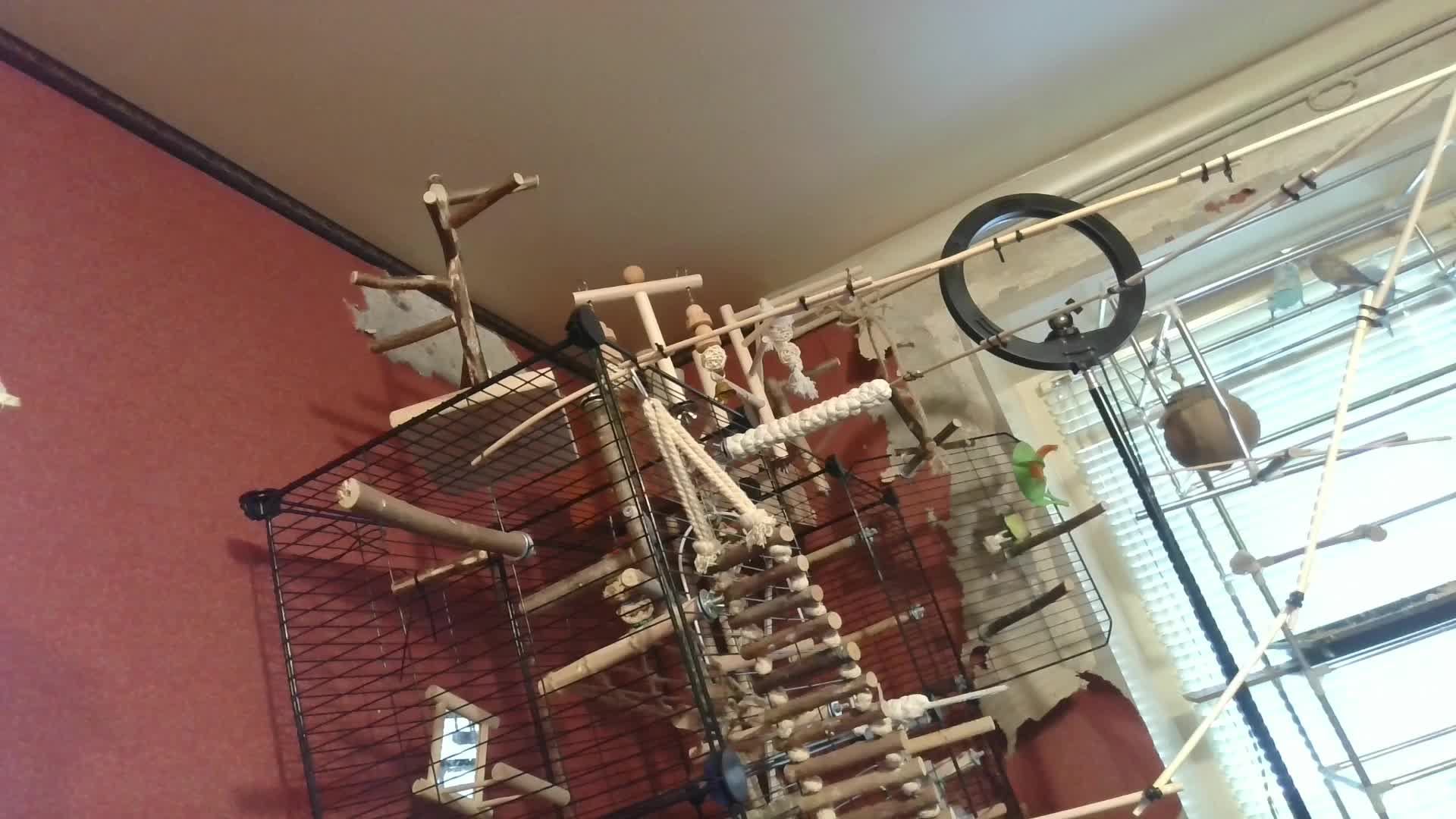 Попугаи смотреть онлайн