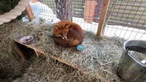 Лиса-Алиса. Новая игрушка лиса Игниса