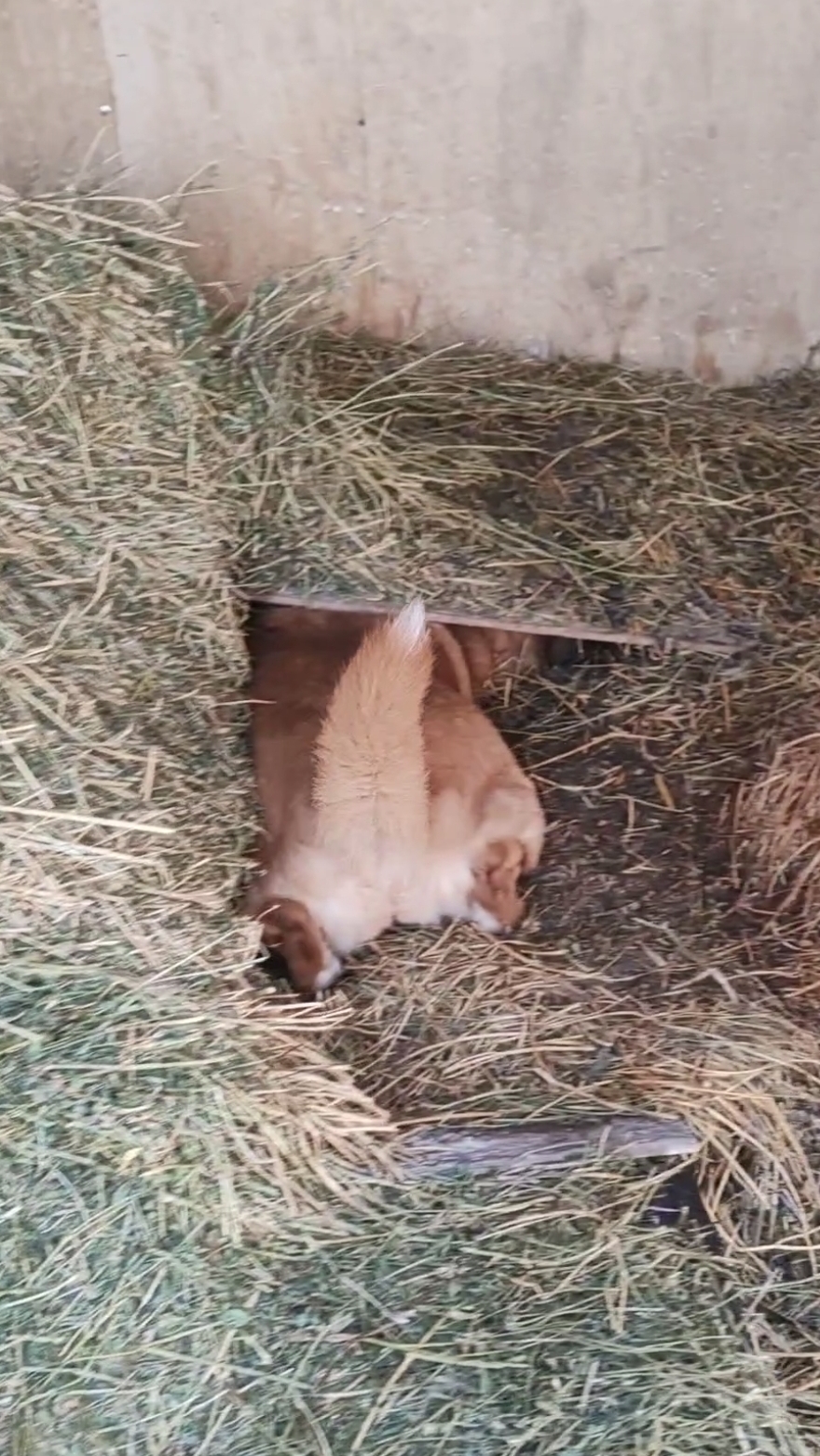 Собака зайцедобывака:) смотреть онлайн