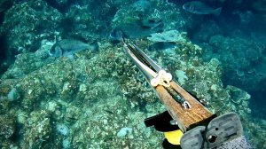 Подводная охота / Оценка вкуса ☆5: Гигантская рыба, о которой никто не знает