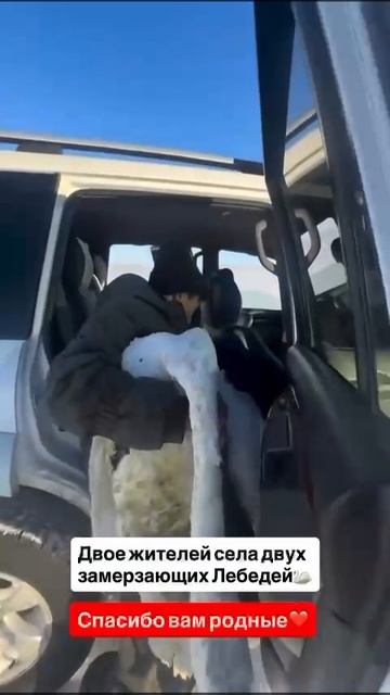 Спасение лебедей Казахстан смотреть онлайн