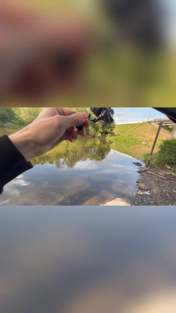 Щука скатина