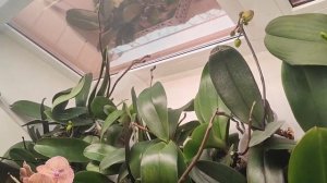 VLOG салат с авокадо.Цветы отодвинула от окна.Посылочку получила для нас и орхочек.Спасибо Леночка💕