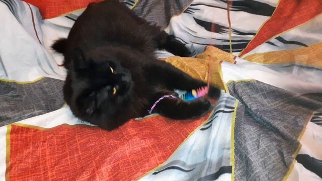 Мишка дома.